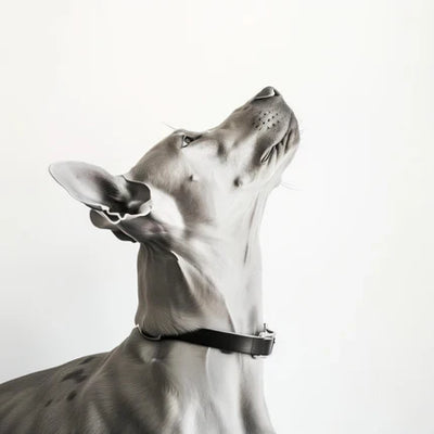 Dog Collection – Food, Toys, Grooming & Accessories