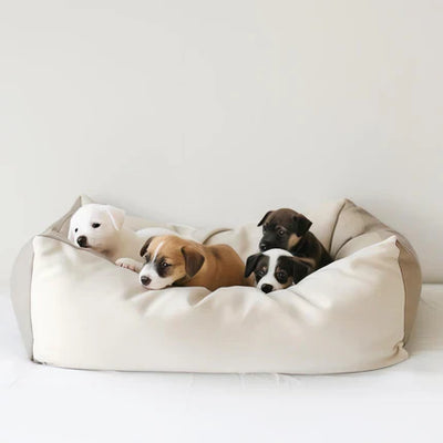 Dog Toys – Chew, Accessories, Training & Playtime Essentials